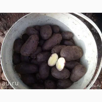 Продам Картофель, Сорта: Цыганка, Лимонка, Американка - Запорожская обл —  Agrotorg.Zp