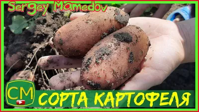 Сорта картофеля. Лимонка, Королева Анна, Журавушка. - YouTube
