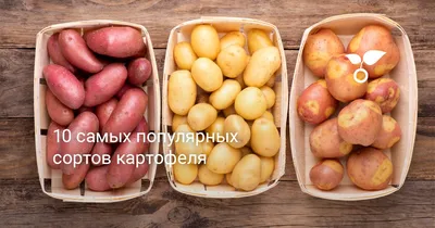 10 самых популярных сортов картофеля. Описание и фото — Ботаничка