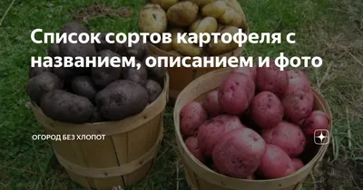 Картофель лимонка - 62 фото