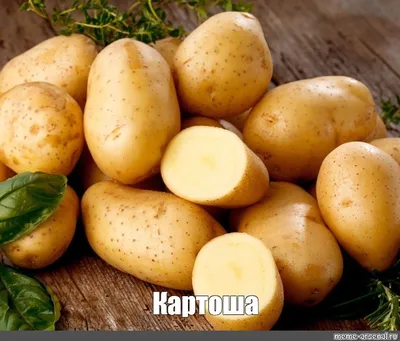 Лучшие сорта картофеля для выращивания в Беларуси: описание, фото сортов  картофеля