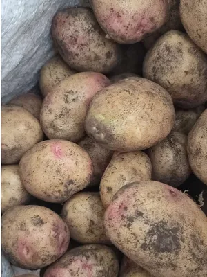 Сорт картофеля синеглазка фото фото
