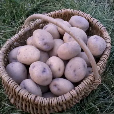 Сорта картофеля с жёлтой, кремовой и белой мякотью - Сорт картофеля Каратоп