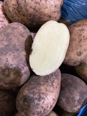 Картофель семенной Синеглазка (репродукция элита 10 шт/уп.) купить за 390  р. в садовом центре АСТ Медовое