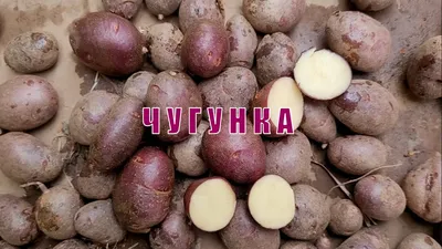 Сорта картофеля с жёлтой, кремовой и белой мякотью - Сорт картофеля Каратоп