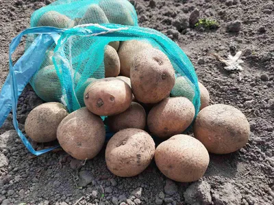 Семенной картофель Пикассо (Синеглазка) (1 репродукция) купить в Украине |  Веснодар