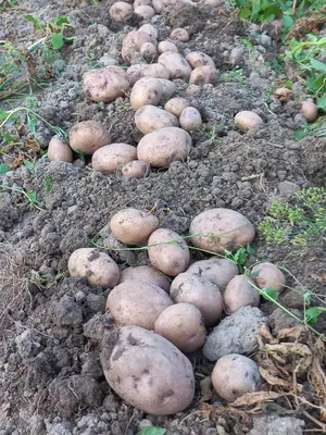 Семенной картофель Пикассо (Синеглазка) (1 репродукция) купить в Украине |  Веснодар