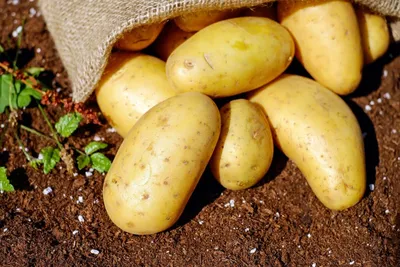 Семенной картофель Пикассо (Синеглазка) (1 репродукция) купить в Украине |  Веснодар