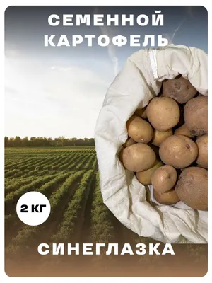 Семенной картофель Пикассо (Синеглазка) (1 репродукция) купить в Украине |  Веснодар