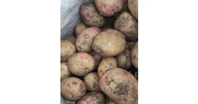 Картофель Синеглазка. Старый сорт. Давно его хотела, купила на Авито,  сожалений нет)) - YouTube