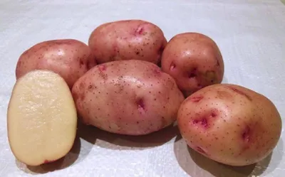 Семенной картофель Пикассо (Синеглазка) (1 репродукция) купить в Украине |  Веснодар