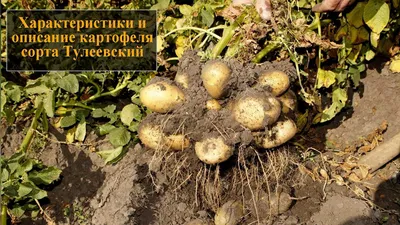 Заказала семенной картофель Тулеевский. У сорта много плюсов, но есть и  недостатки, о которых мало пишут | Графоманка | Дзен