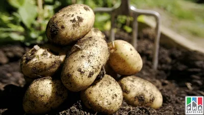 На следующий год сажаем только такую картошку: самые ранние, урожайные и  вкусные сорта картофеля