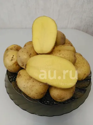 Какой сорт картофеля самый вкусный, ранние сорта картофеля, как сажать  картошку, апрель-май 2022 года - 16 апреля 2022 - НГС