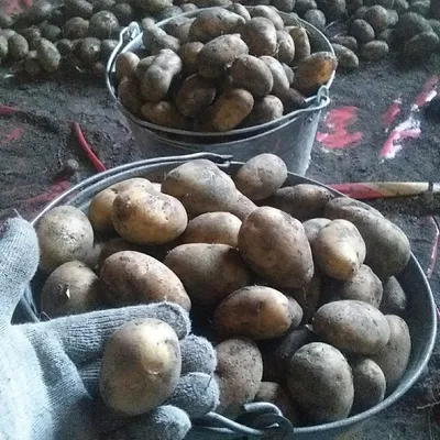 элитные сорта картофеля микроклонального размножения, семенной картофель  Тверская область, купить семенной картофель.