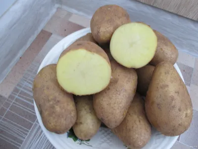 Эксперты назвали самые вкусные сорта картофеля - Новини АПК | Головні  фермерські новини України