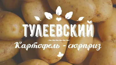 Картофель семенной Тулеевский (репродукция элита), 0,5 кг. | Дачная  Коллекция