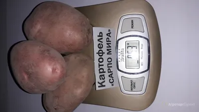 Картофель высокоурожайные сорта семянной- Лапоть, СЫНОК, УНИКА,САРПО- МИРА,  КОРОЛЕВА АННА, ТУЛЕЕВСКИЙ, БАРС. купить в Воронежской области | 41917