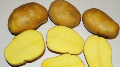 Картофель с жёлтой и белой мякотью - Сорт картофеля Тулеевский