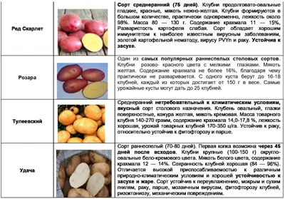 Какой сорт картофеля самый вкусный, ранние сорта картофеля, как сажать  картошку, апрель-май 2022 года - 16 апреля 2022 - НГС