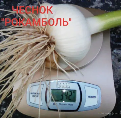 ГлавАгроном - Составлен рейтинг лучших сортов картофеля для выращивания в  СФО