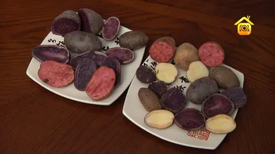 Картофель высокоурожайные сорта семянной- Лапоть, СЫНОК, УНИКА,САРПО- МИРА,  КОРОЛЕВА АННА, ТУЛЕЕВСКИЙ, БАРС. купить в Воронежской области | 41917