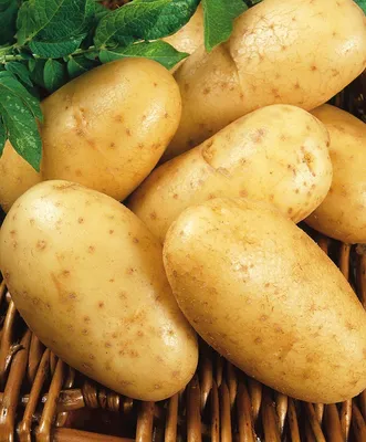 Лучшие сорта картофеля: описание, фото, отзывы, характеристика и вкусовые  качества