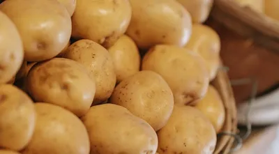 Агроном назвал три сорта картофеля, которые дадут большой урожай