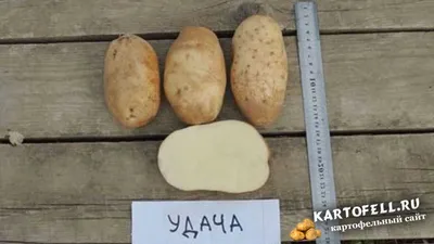 Купить Семенной картофель сорт Арроу в Кисловодске с доставкой по РФ