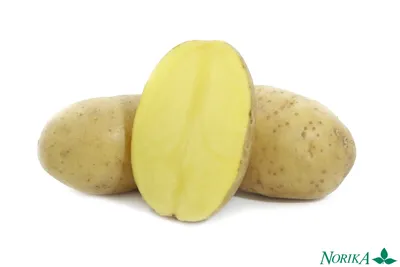 Сорт картофеля удача фото фотографии