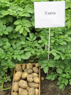 Картофель Удача - купить, семенные клубни, описание, урожайность