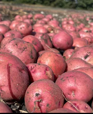 Выращиваем картофель в горшках и мешках — vazon.by