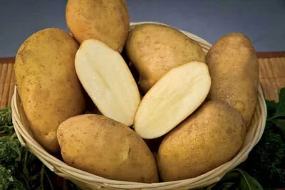Купить Семенной картофель сорт Кисловодский в Кисловодске с доставкой по РФ