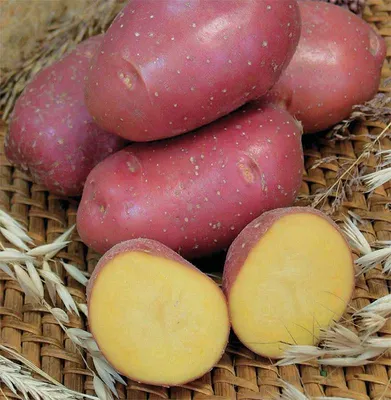 Картофель Удача: описание сорта, фото, отзывы, урожайность, вкусовые  качества