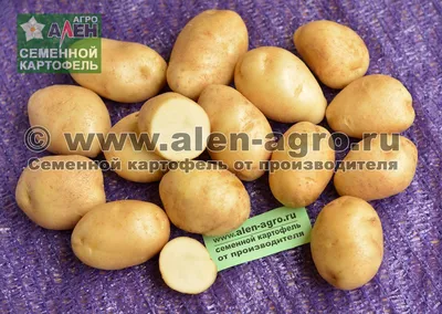 Как сажать и выращивать картофель сорта Удача | https://agro-sales.ru | Дзен