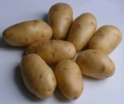 Картофель УДАЧА, сорта картофеля, семенной картофель