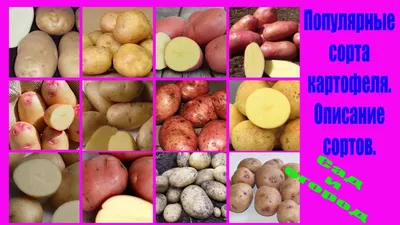 Картофель Семенной Импала – купить семенной картофель в интернет-магазине  Лафа с доставкой по Москве, Московской области и России