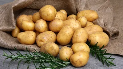 Всё о картофеле Удача – описание сорта, посадка, уход и другие нюансы + фото