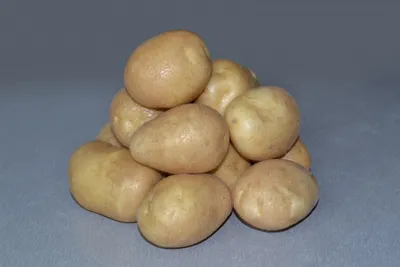 Лучшие сорта картофеля - сорта \"Удача\" и \"Гала\" - YouTube