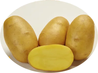 Сорта картофеля: рекомендуем попробовать посадить на будущий год