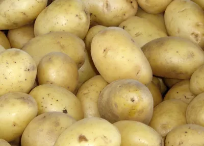 Семенной картофель Удача (порция 500 г)