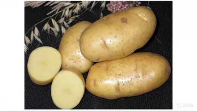 Купить Семенной картофель сорт Ред Скарлетт в Кисловодске с доставкой по РФ