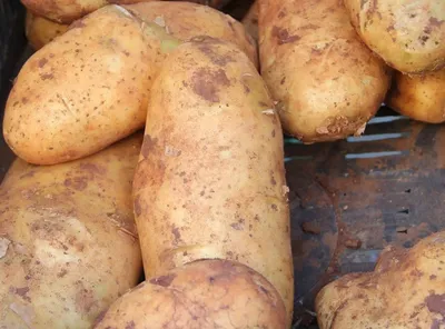 Картофель. Сорта | Статьи для садоводов