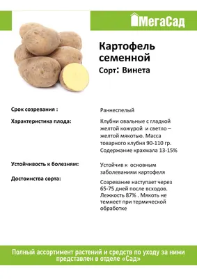 Картофель, Валерия