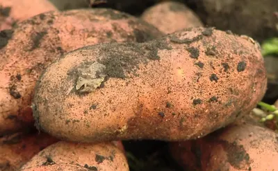 Худший сорт картофеля за последние несколько лет: масса недостатков и всего  одно достоинство | Белорусские сотки | Дзен
