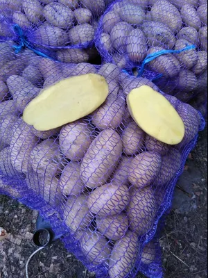 Такая разная и такая вкусная картошка | Статьи для садоводов