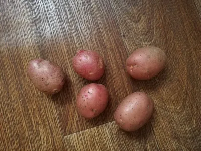 Calaméo - барыня картошка