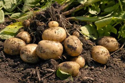 Картофель, 1 кг — цена от 14,97 руб. Глобус