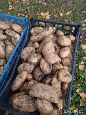 Когда сажать картошку, как избавиться от проволочника и колорадского жука  перед посадкой: лучшие сорта картофеля, удобрения - 15 апреля 2023 - НГС