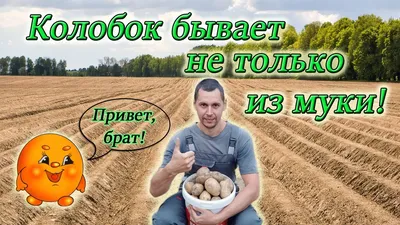 Что за сорт картофеля? / Асиенда.ру